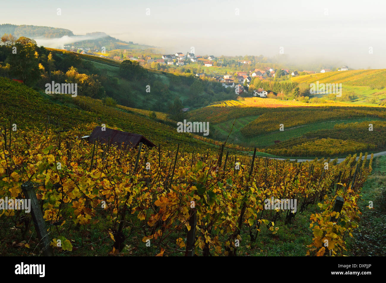 Vineyard Landscape and Riegel Village, Ortenau, Baden Wine Route, Baden-Wurttemberg, Germany Stock Photo