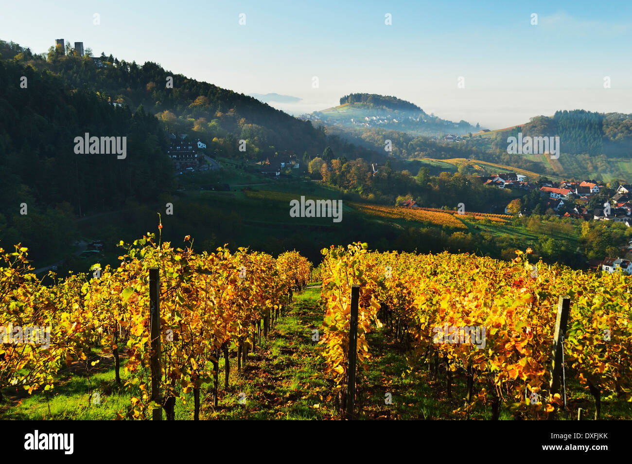 Vineyard Landscape, Castle Alt-Windeck and Riegel Village, Ortenau, Baden Wine Route, Baden-Wurttemberg, Germany Stock Photo