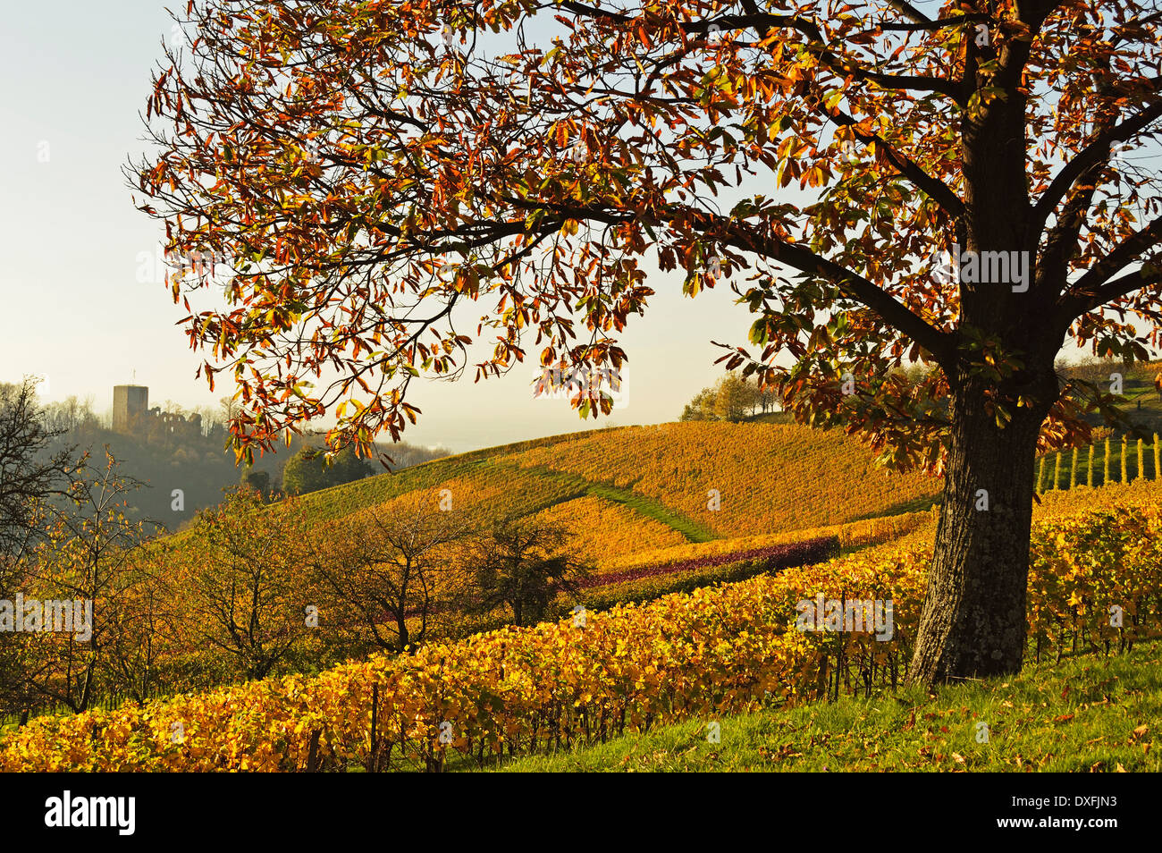 Chestnut Tree and Ruins of Neuwindeck Castle in the distance, Ortenau, Baden Wine Route, Baden-Wurttemberg, Germany Stock Photo