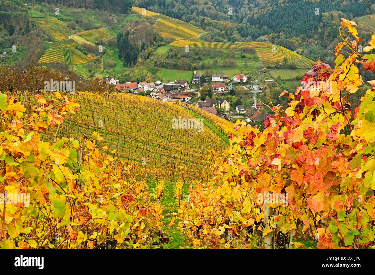 Vineyard Landscape and Ringelbach Village, Ortenau, Baden Wine Route, Baden-Wurttemberg, Germany Stock Photo