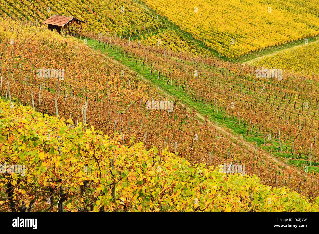 Vineyard Landscape, Ortenau, Baden Wine Route, Baden-Wurttemberg, Germany Stock Photo