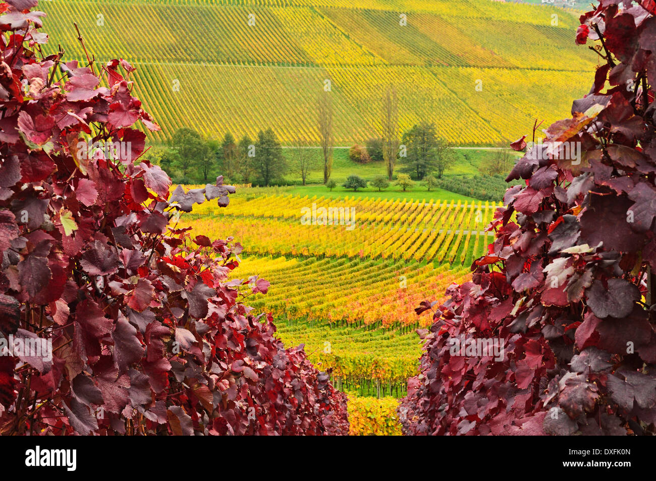 Vineyard Landscape, Ortenau, Baden Wine Route, Baden-Wurttemberg, Germany Stock Photo