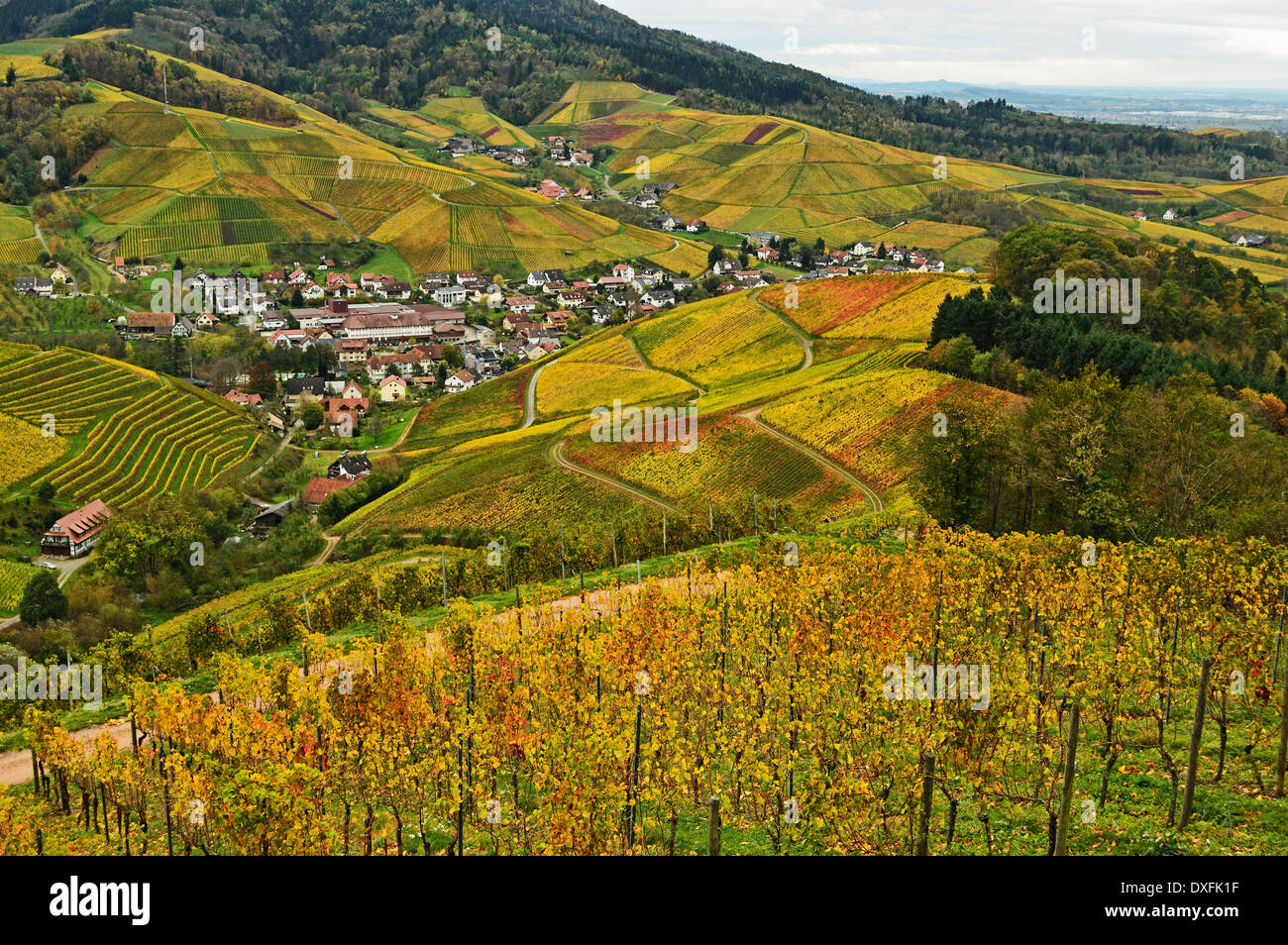 Vineyard Landscape and Durbach Village, Ortenau, Baden Wine Route, Baden-Wurttemberg, Germany Stock Photo