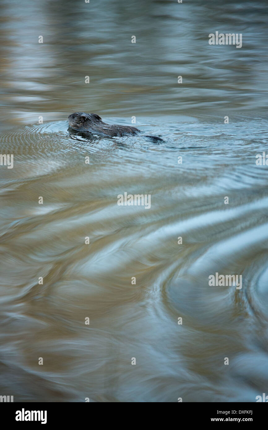 A beaver swimming in Five Mile Lake. Silver Trail, Yukon Territories, Canada Stock Photo