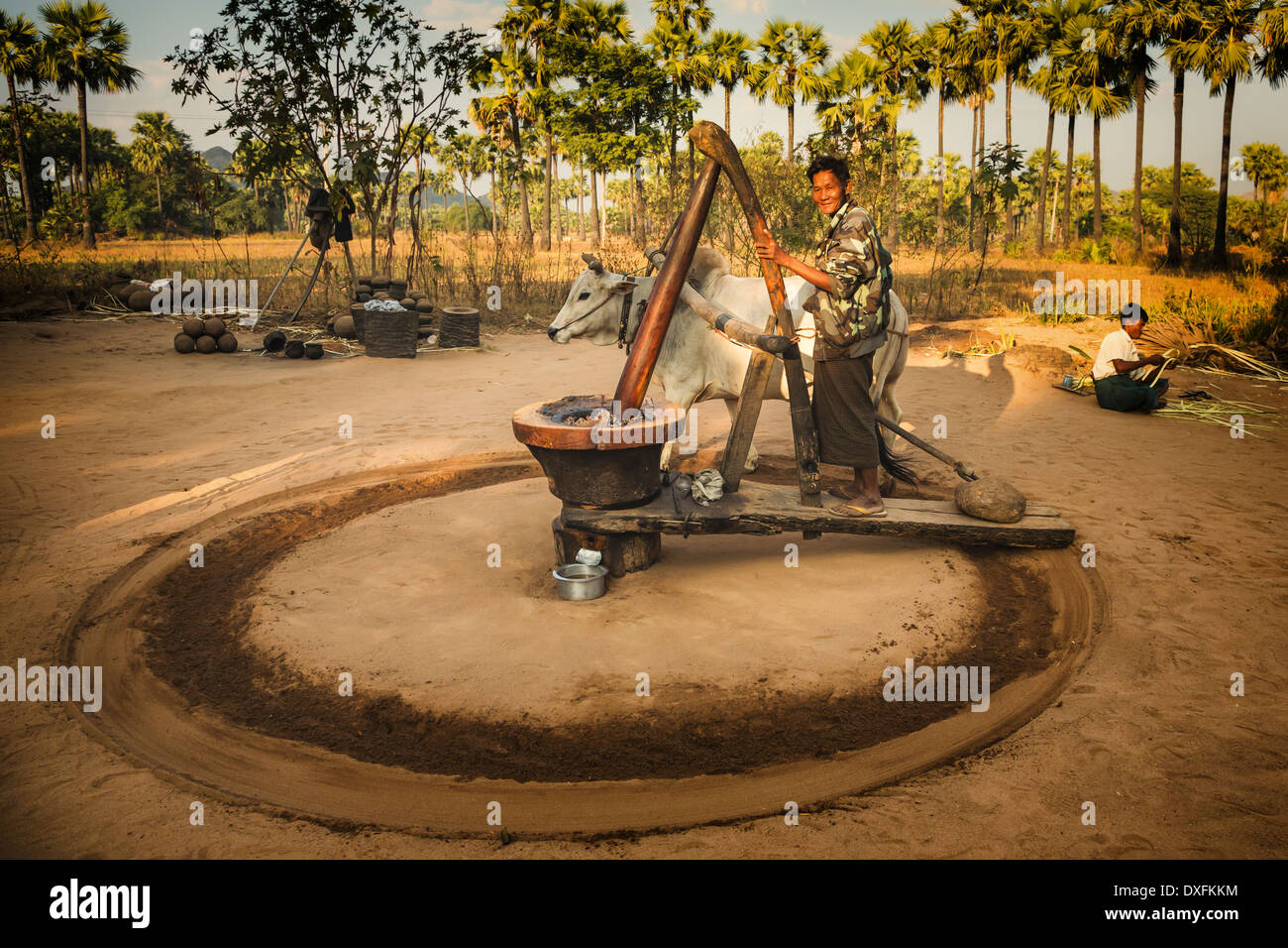 Myanmar (Burma), Mandalay Division, Bagan, the process of pressing oil out of the palm nuts Stock Photo