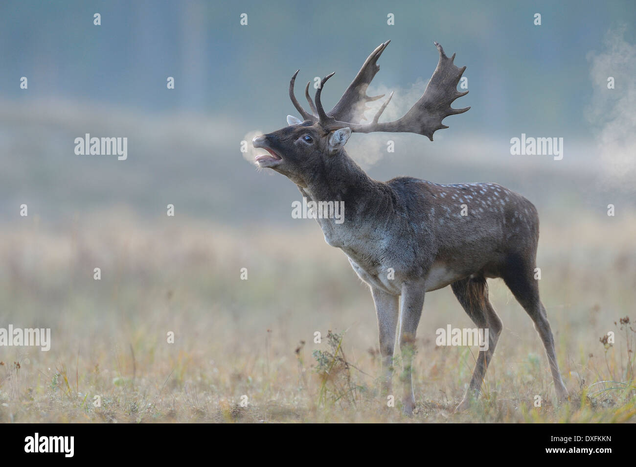 Bellowing Male Fallow Deer (Cervus dama) in Autumn, Hesse, Germany Stock Photo