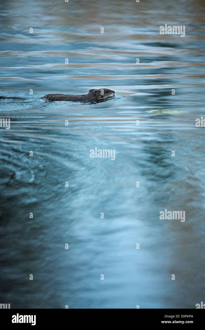 A beaver swimming in Five Mile Lake. Silver Trail, Yukon Territories, Canada Stock Photo