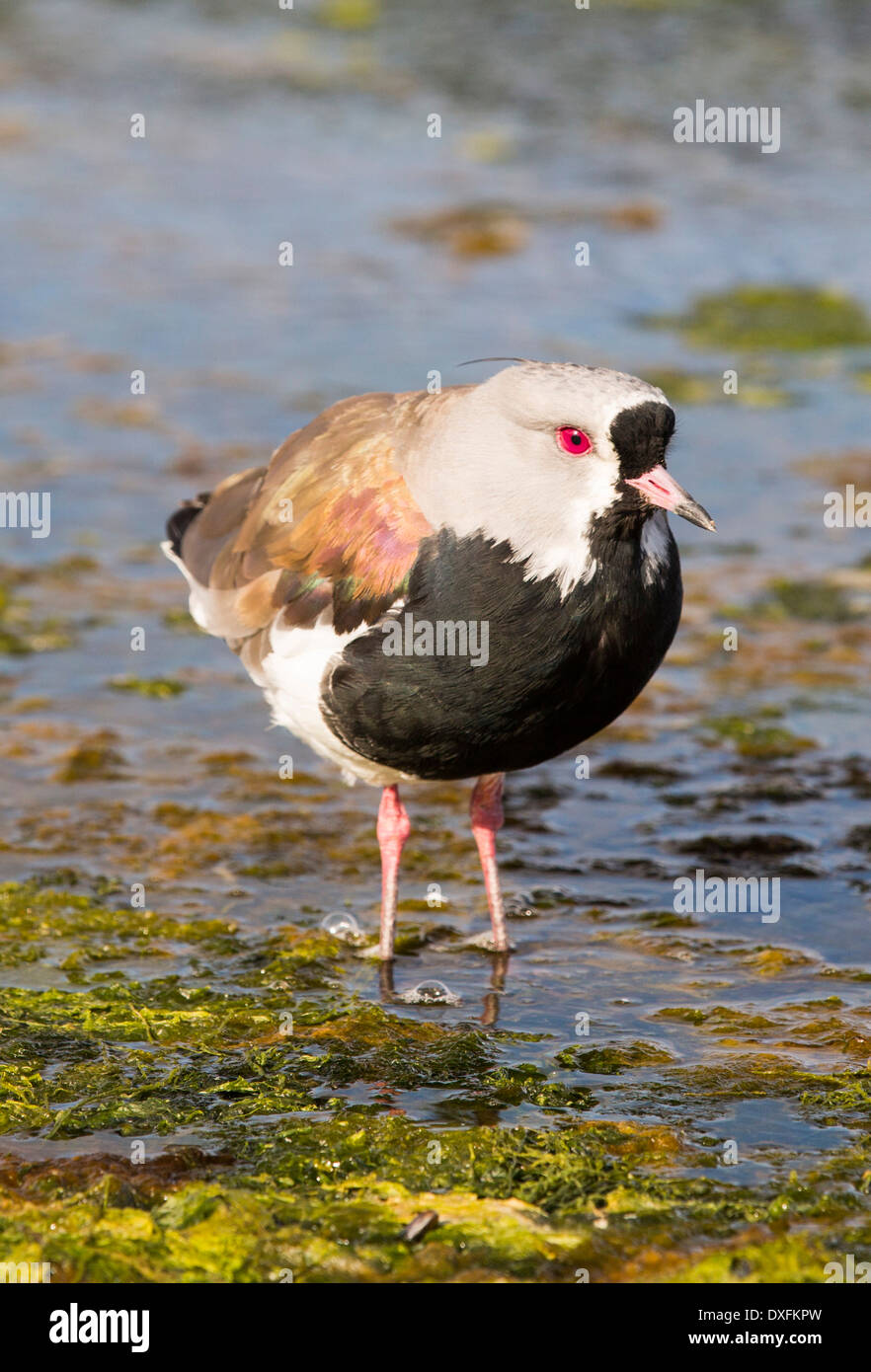 A Southern Lapwing, Vanellus chilensis in Ushuaia, Tierra Del Fuego, Argentina. Stock Photo