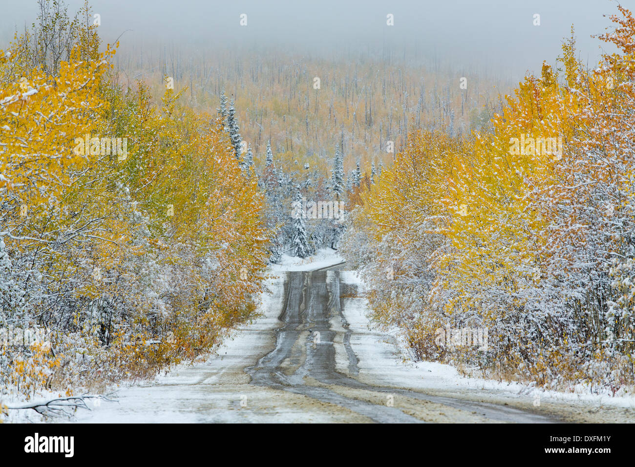 Autumn colours and the first snowfall on the road to Keno, Silver Trail, Yukon Territories, Canada Stock Photo