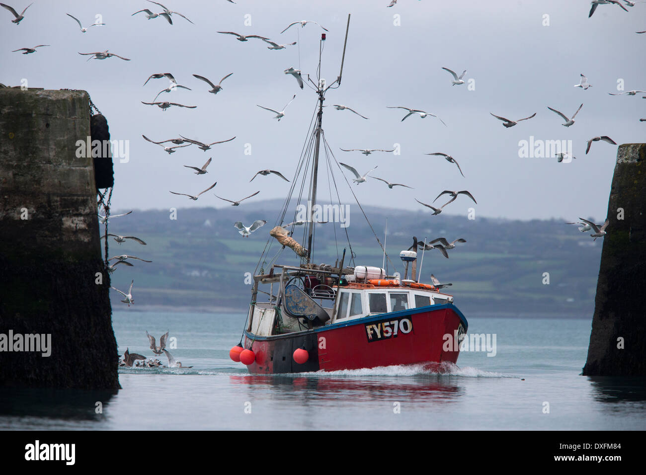 A small fishing boat entering Newlyn harbor, Cornwall, UK, with a following flock of seagulls. Stock Photo