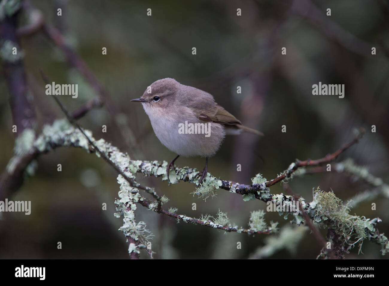 A Siberian Chiffchaff, a subspecies of Chiffchaff and a winter visitor to the UK in small numbers, Stithians Reservoir, Cornwall Stock Photo