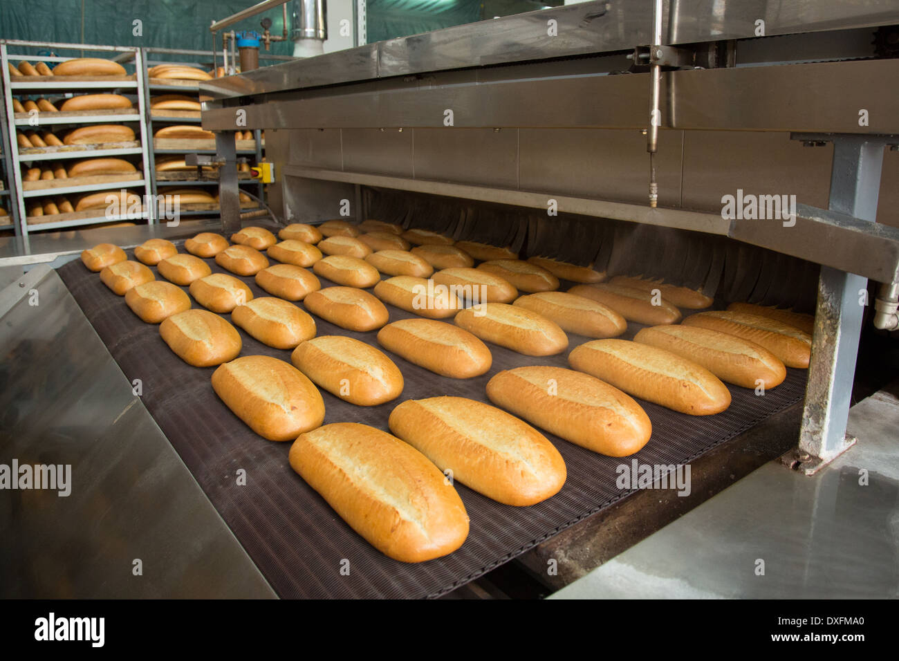 Fresh hot baked bread loafs on the production line Stock Photo