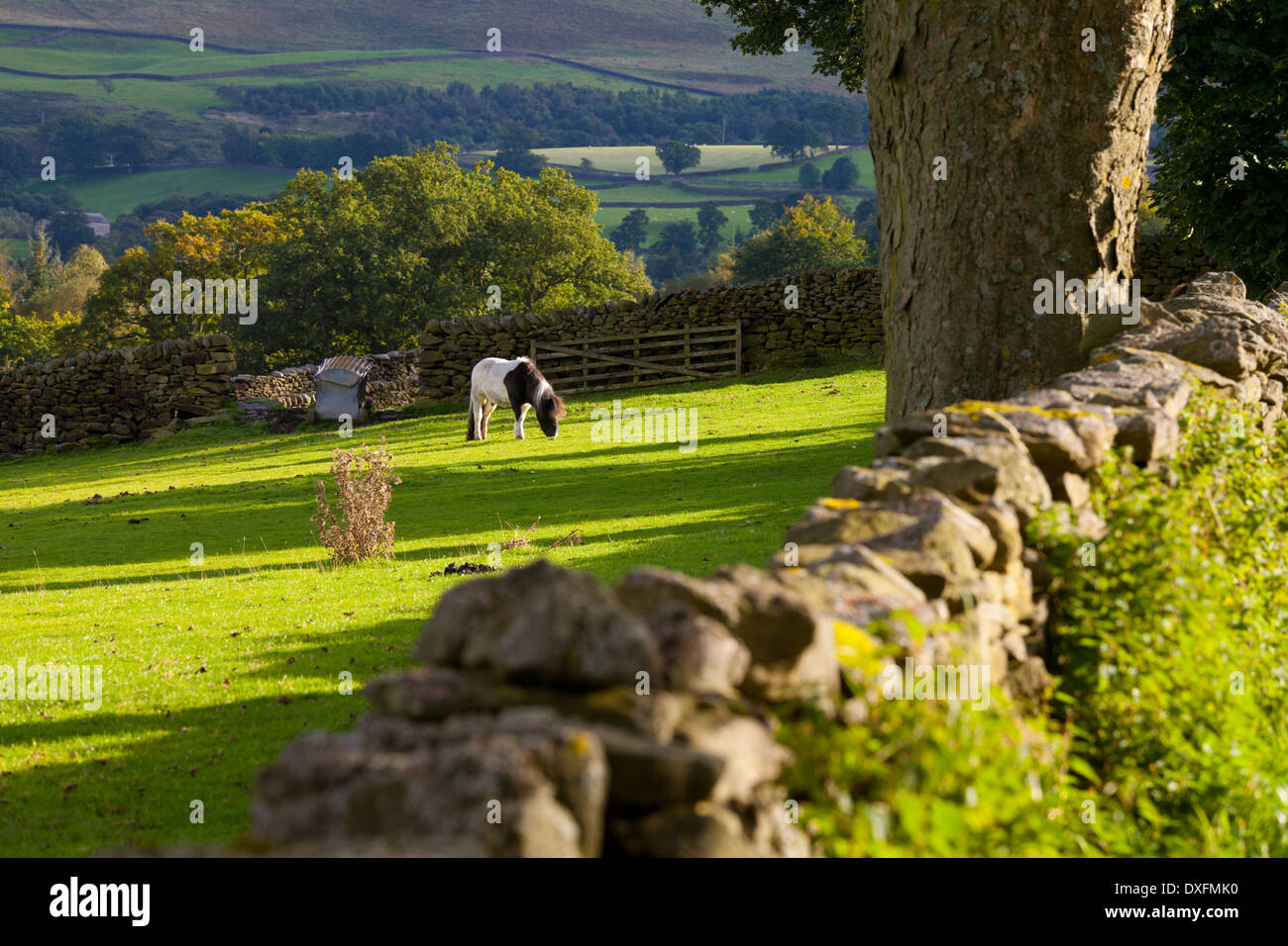 Horse Grazing in Field near Burnsall, Yorkshire Dales National Park, United Kingdom Stock Photo