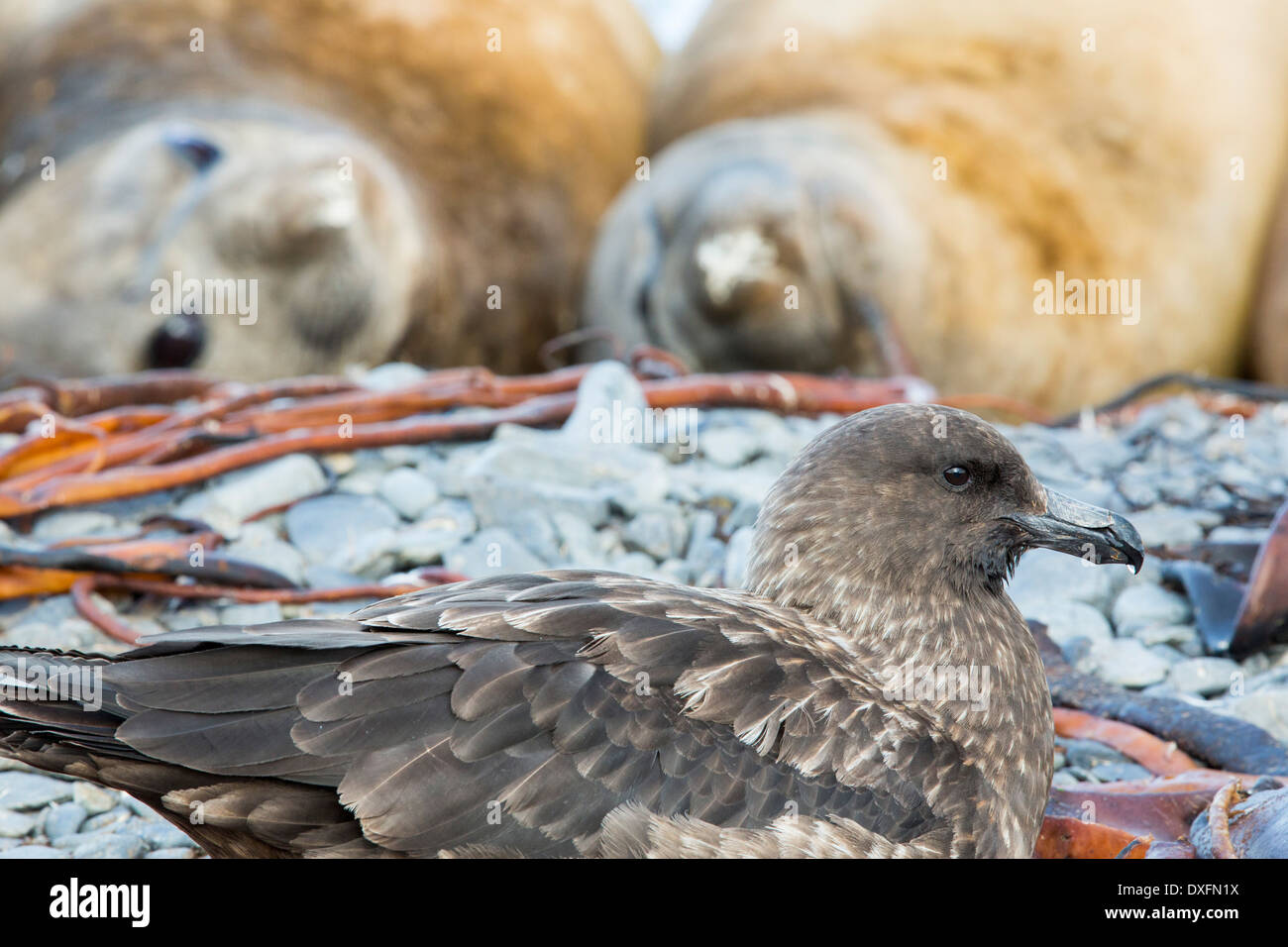 A Brown Skua, Stercorarius antarcticus on the beach on Prion Island, South Georgia, Southern Ocean, Stock Photo