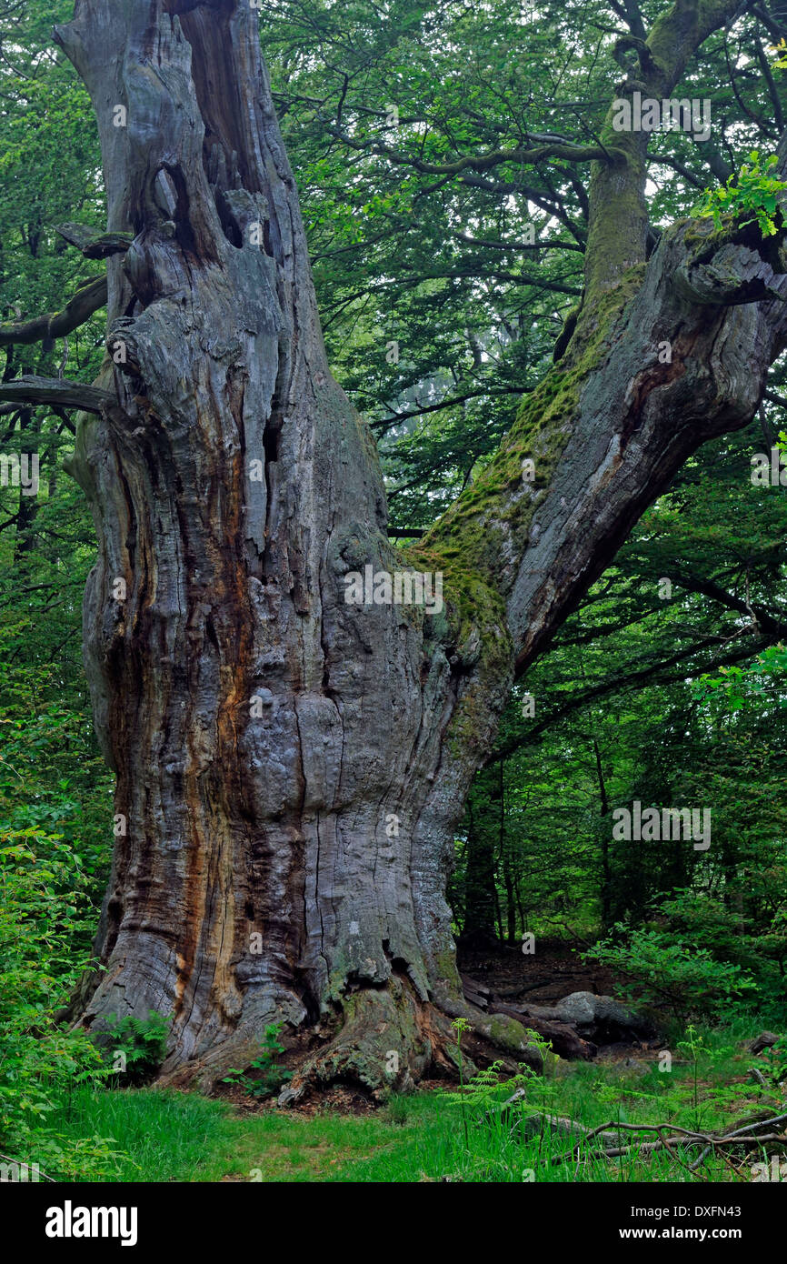 Old Beech Tree, about 800 years old, primeval forest of Sababurg, Hesse, Germany / (Fagus spec.) Stock Photo