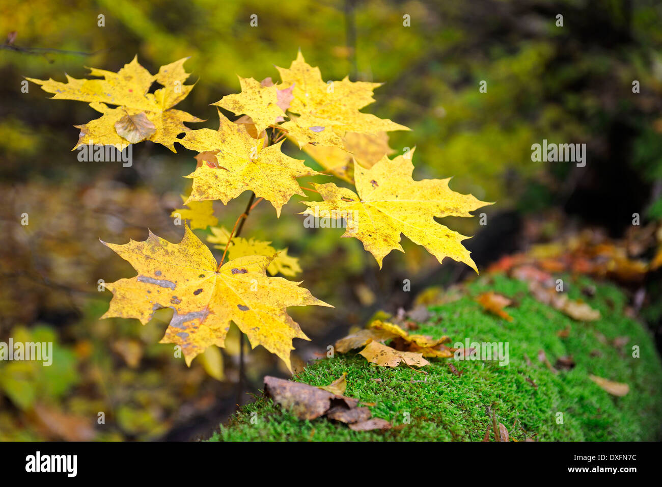 Maple tree hi-res stock photography and images - Alamy