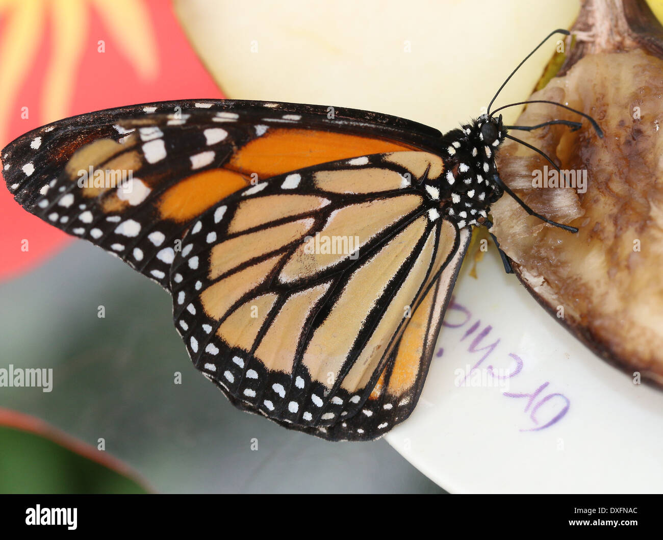 Mariposa monarca danaus plexippus hires stock photography and images