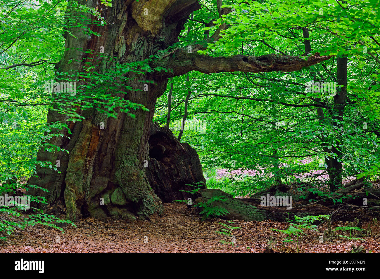 Old Beech Tree, about 600 years old, primeval forest of Sababurg, Hesse, Germany / (Fagus spec.) Stock Photo