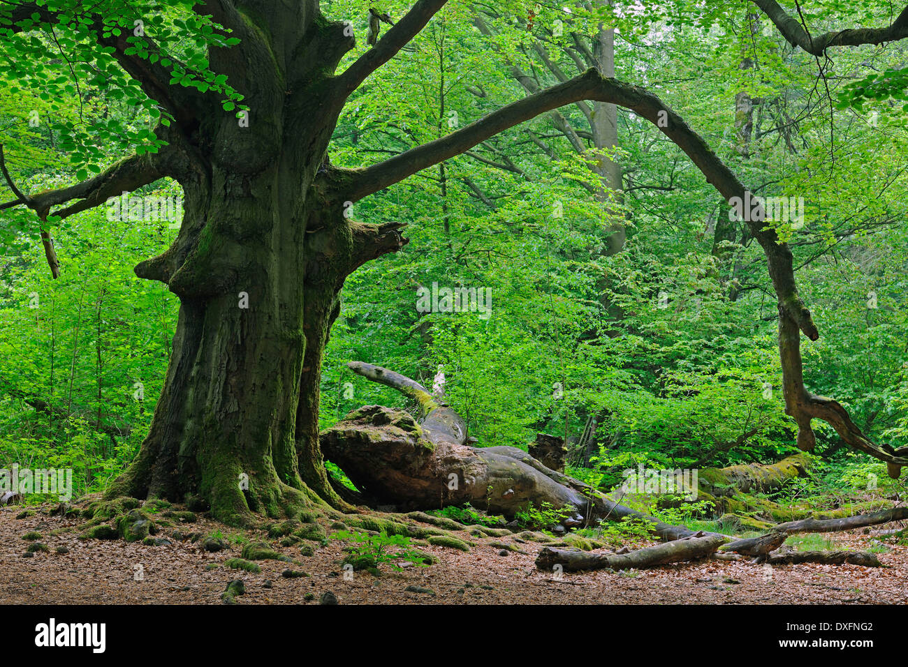 Old Beech Tree, about 400 years old, primeval forest of Sababurg, Hesse, Germany / (Fagus spec.) Stock Photo