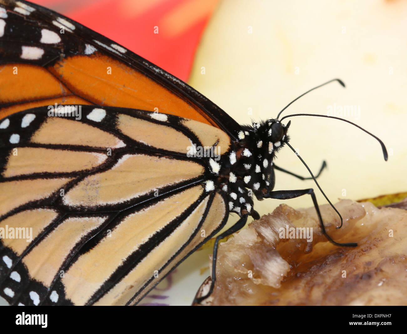 Extreme closeup of an American Monarch butterfly (Danaus plexippus