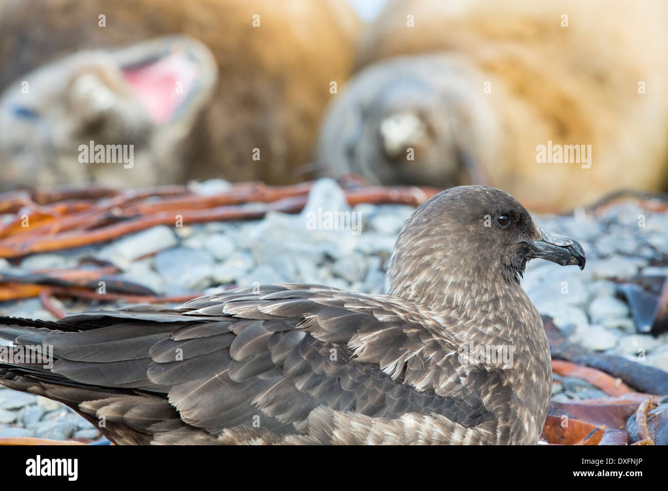 A Brown Skua, Stercorarius antarcticus on the beach on Prion Island, South Georgia, Southern Ocean, Stock Photo