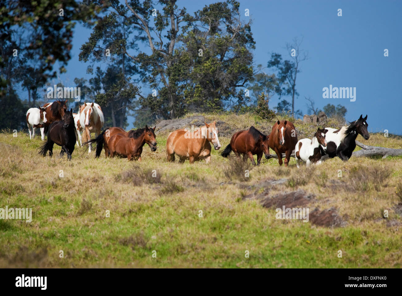 Horses trot on ranchland, South Kona, Hawaii Stock Photo