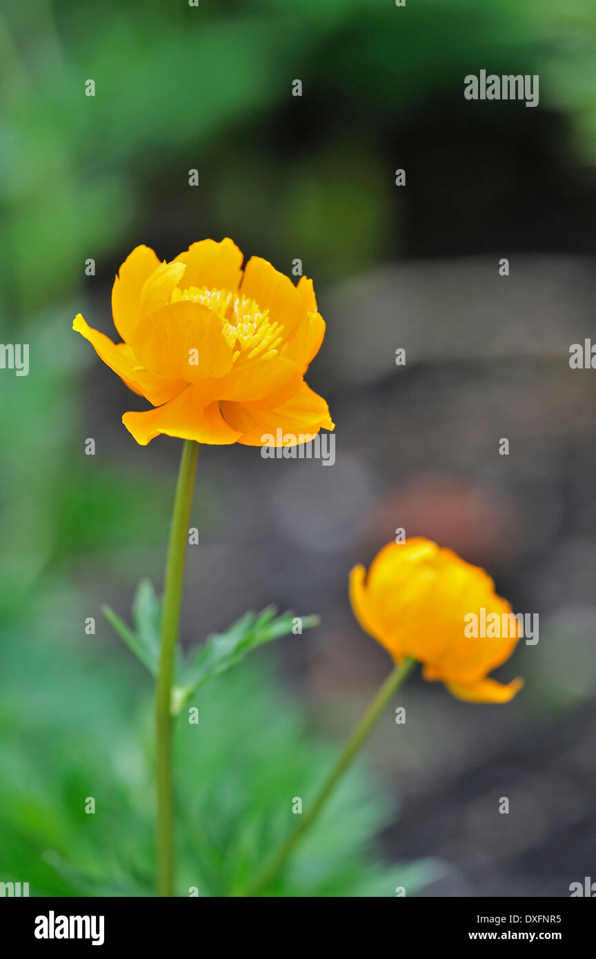 Asian Globeflower / (Trollius asiaticus) Stock Photo