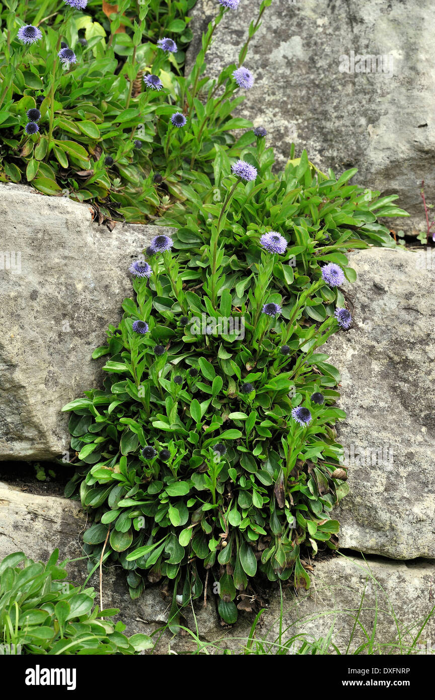 Ivy-leaved Toadflax / (Cymbalaria muralis, Linaria cymbalaria) Stock Photo