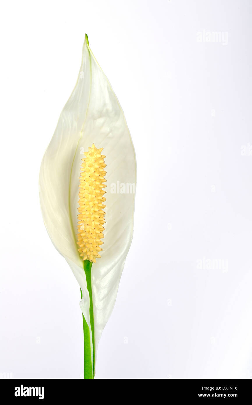 Peace Lily / (Spathiphyllum spec.) Stock Photo