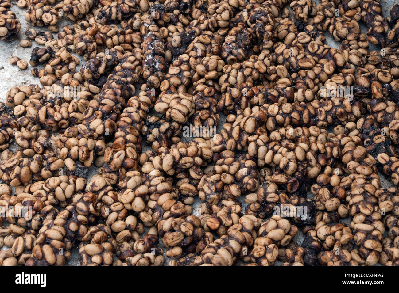 Kopi Luwak Coffee Stock Photos Kopi Luwak Coffee Stock Kopi Luwak Coffee Stock Photos Kopi Luwak Coffee Stock