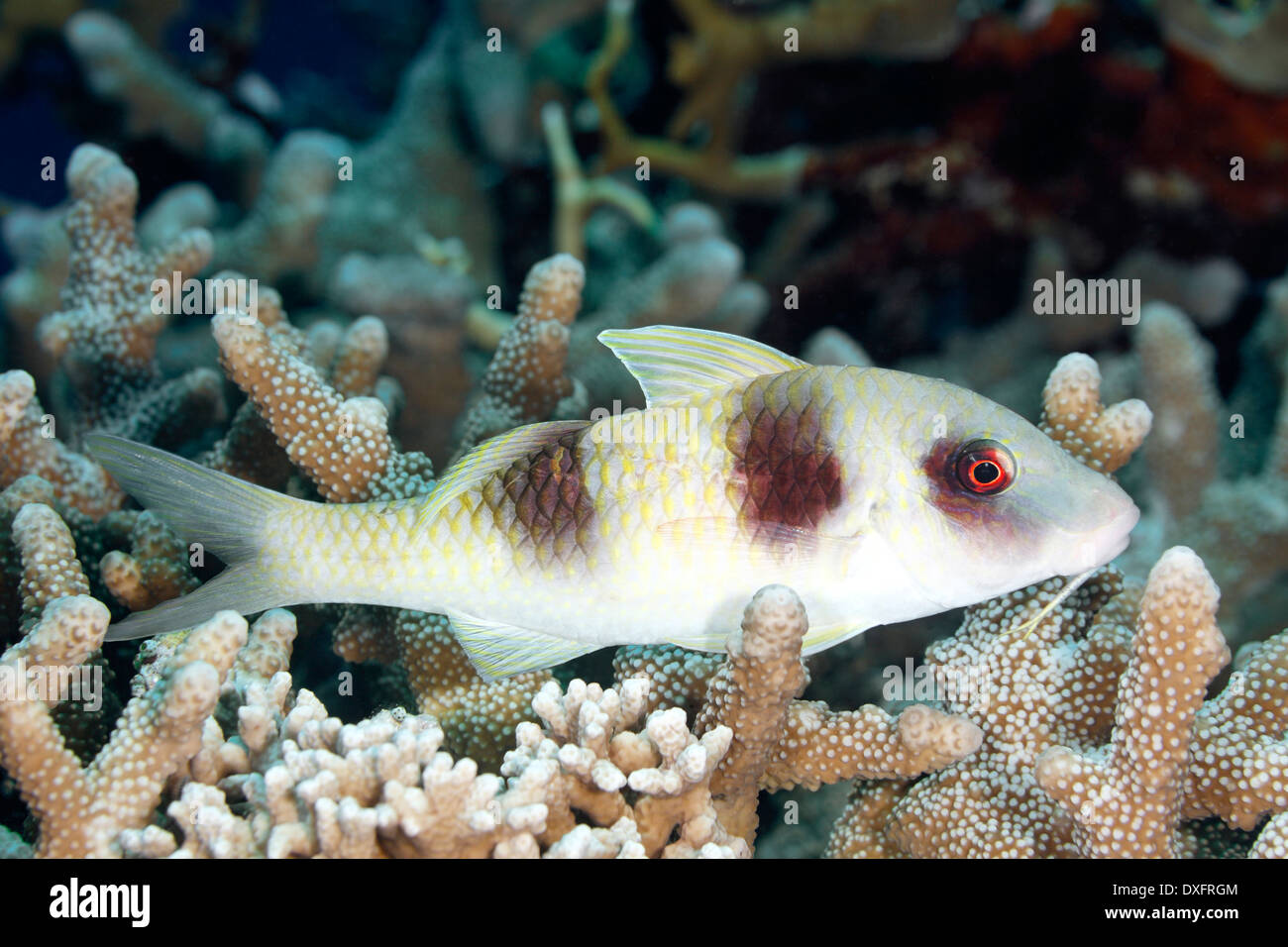 Doublebar or Two-Barred Goatfish, Parupeneus bifasciatus. This fish is resting on corals. Stock Photo