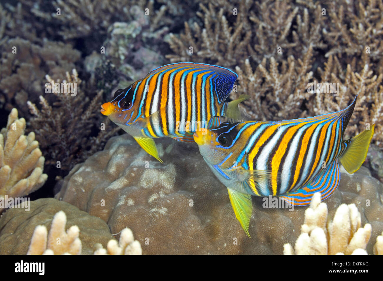 Two Regal Angelfish, Pygoplites diacanthus, swimming over coral reef. Also known as Royal Angelfish. Stock Photo
