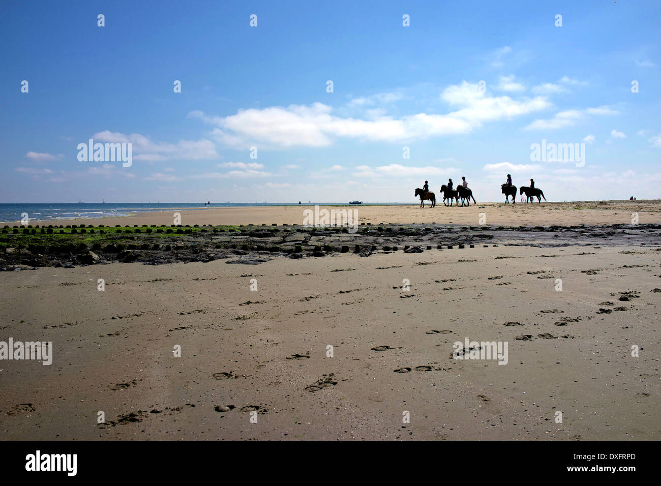 Horse riders on the Dutch Island of Vlieland Stock Photo