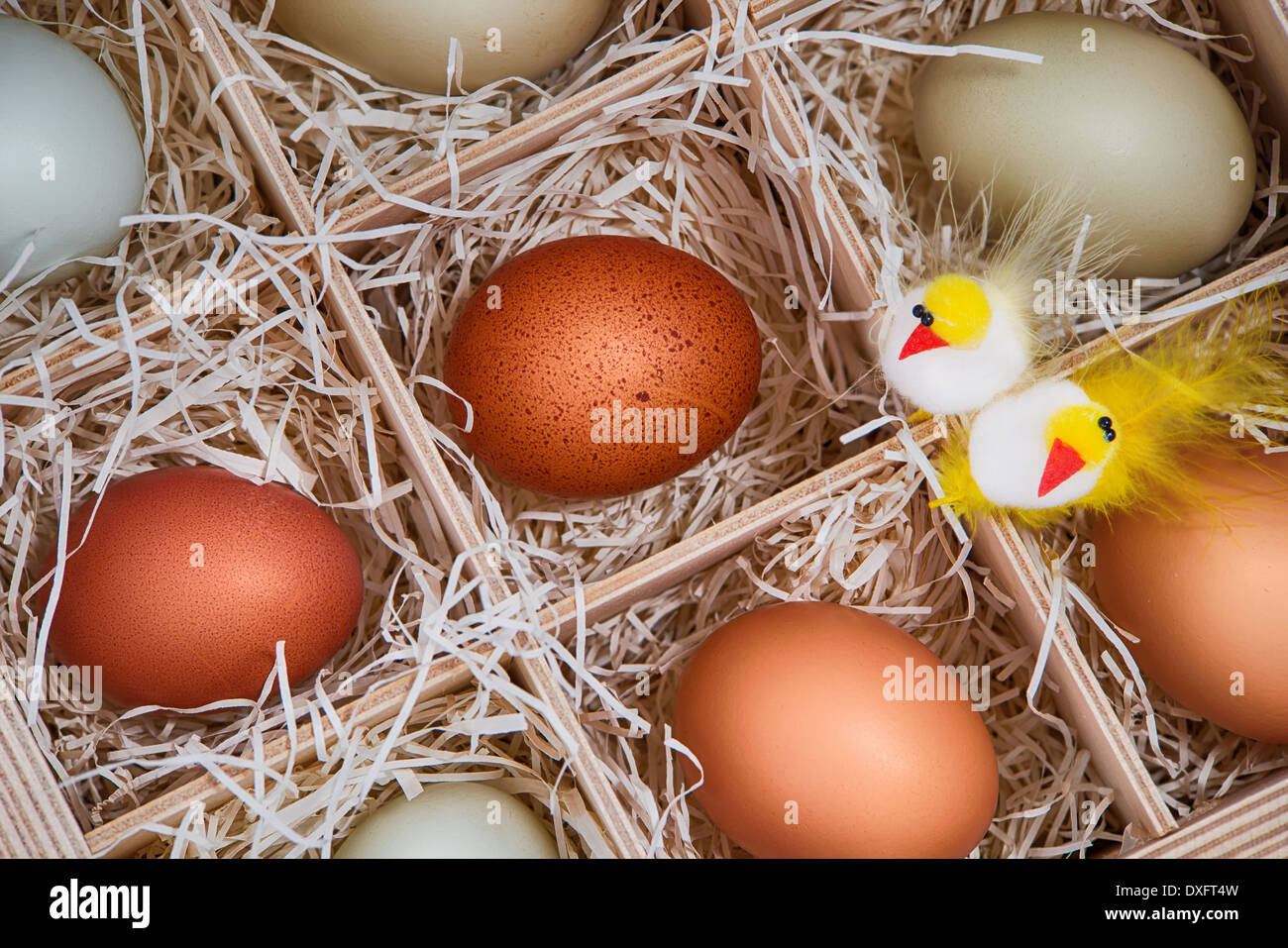 Assortment of different color chicken eggs displayed with two decorative easter chickens in wood soda crate Stock Photo