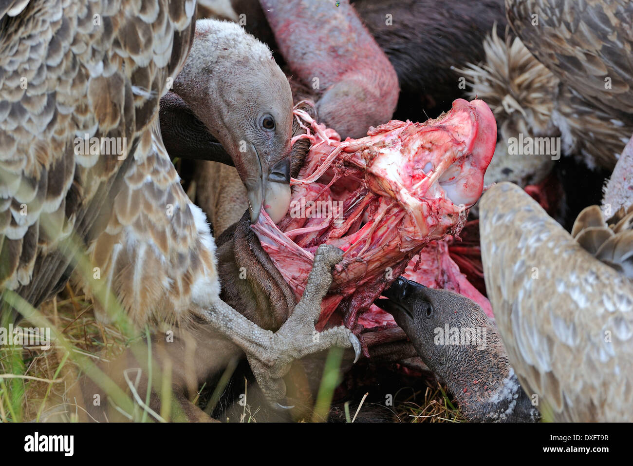 Ruppell's Vultures eating carrion, Masai Mara game reserve, Kenya / (Gyps rueppellii) Stock Photo