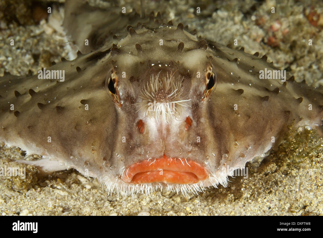 Rosy lipped batfish hi-res stock photography and images - Alamy