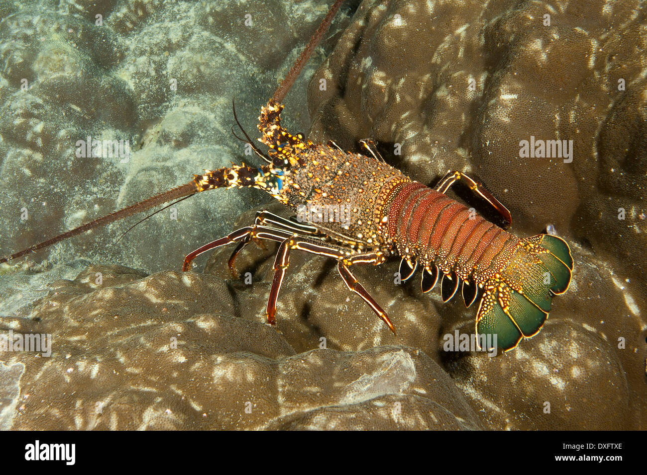 Spiny Lobster, Panulirus penicillatus, Cocos Island, Costa Rica Stock Photo