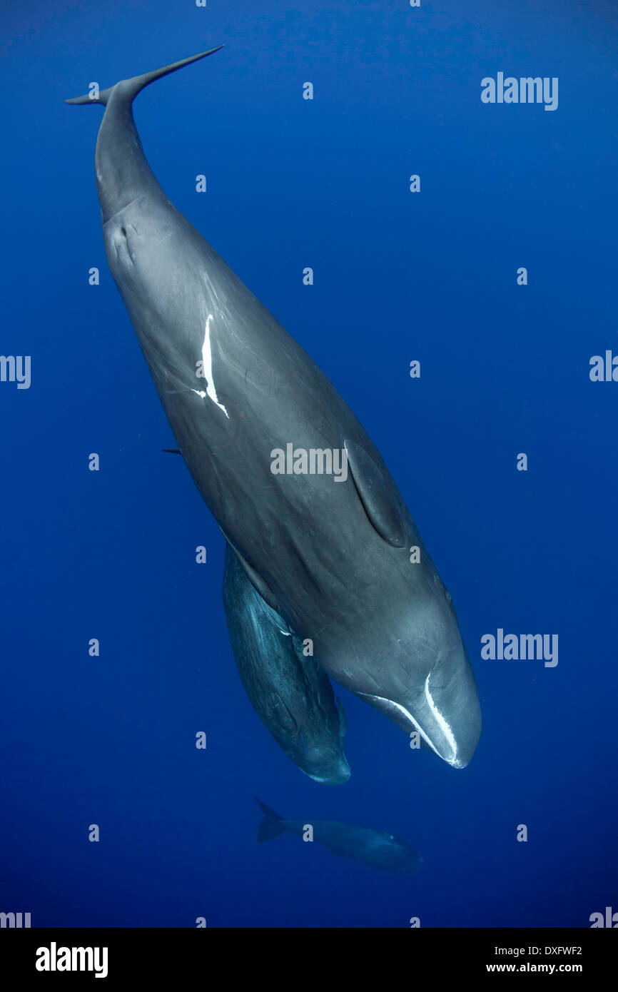 sperm-whale-physeter-macrocephalus-caribbean-sea-dominica-stock