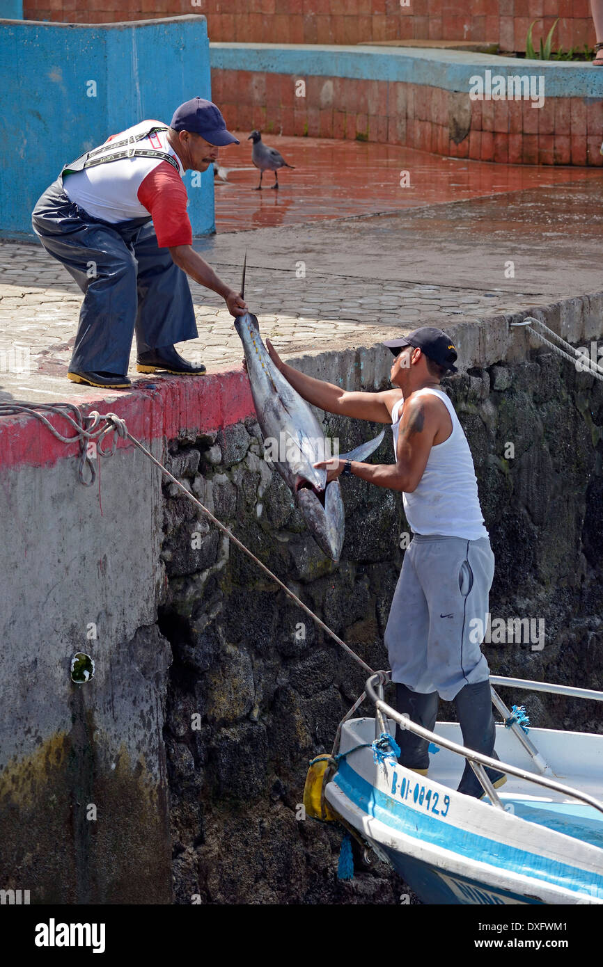 Fishermen bringing in freshly caught Yellowfin Tuna fishing port Puerto Ayora Santa Cruz Island Galapagos Islands Ecuador / Stock Photo