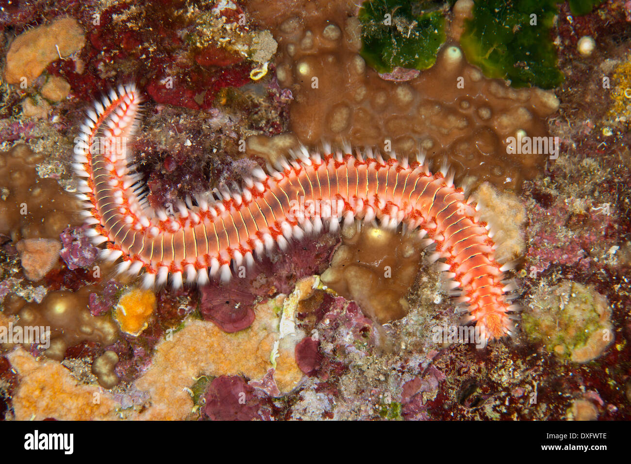 Bearded Fireworm, Hermodice carunculata, Dubrovnik, Adriatic Sea, Croatia Stock Photo