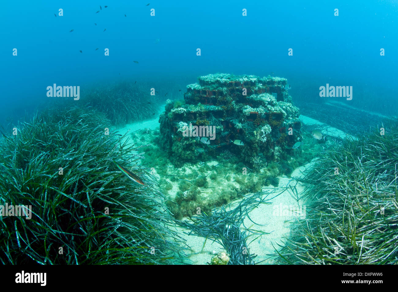 Artifical Reef, Larvotto, Mediterranean Sea, Monaco Stock Photo