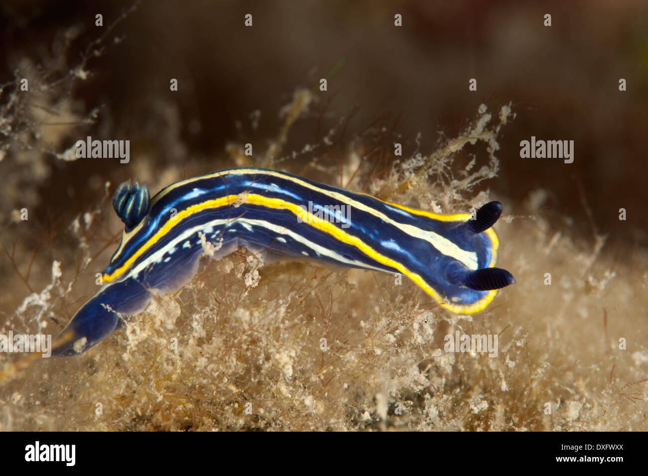 Blue-yellow Nudibranch, Hypselodoris tricolor, Larvotto, Mediterranean Sea, Monaco Stock Photo
