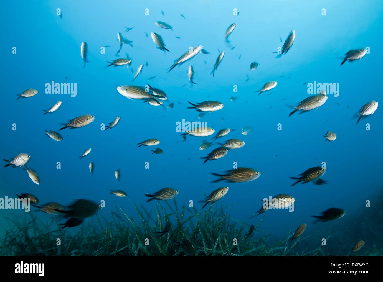 Shoal of Mediterranean Damselfish, Chromis chromis, Larvotto, Mediterranean Sea, Monaco Stock Photo
