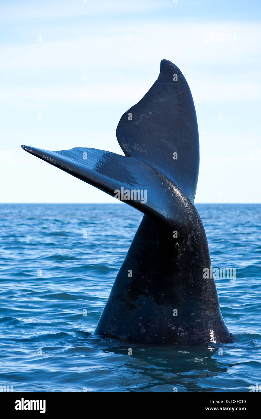 Tail of Southern Right Whale, Eubalaena australis, Valdes Peninsula, Patagonia, Argentina Stock Photo