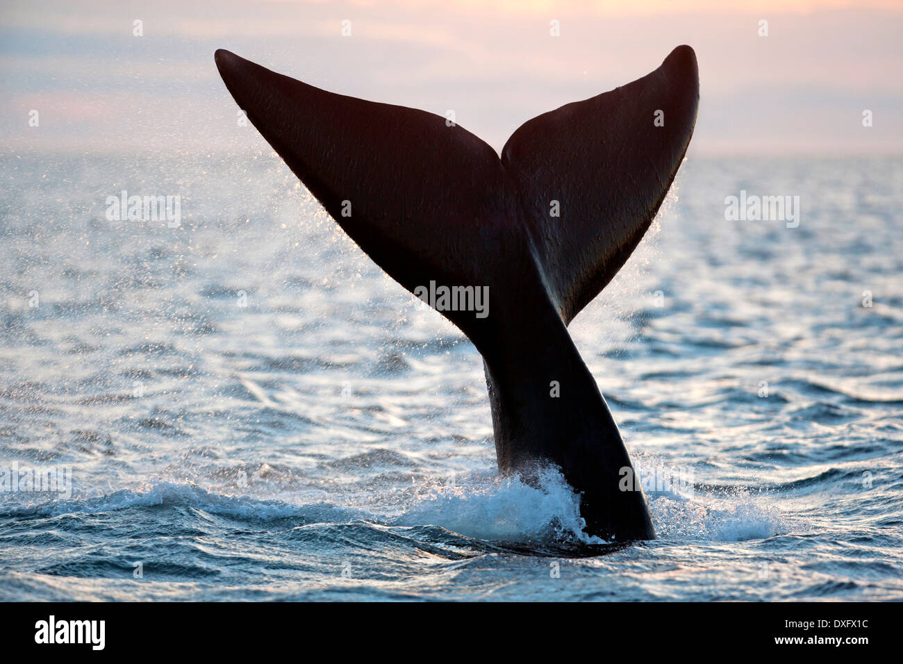Tail of Southern Right Whale, Eubalaena australis, Valdes Peninsula, Patagonia, Argentina Stock Photo
