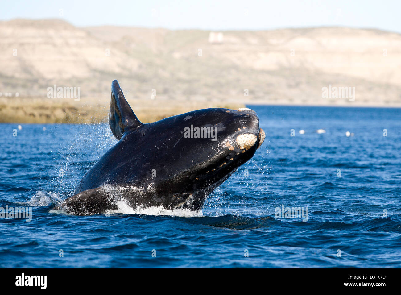 Southern right whale peninsula hi-res stock photography and images - Alamy