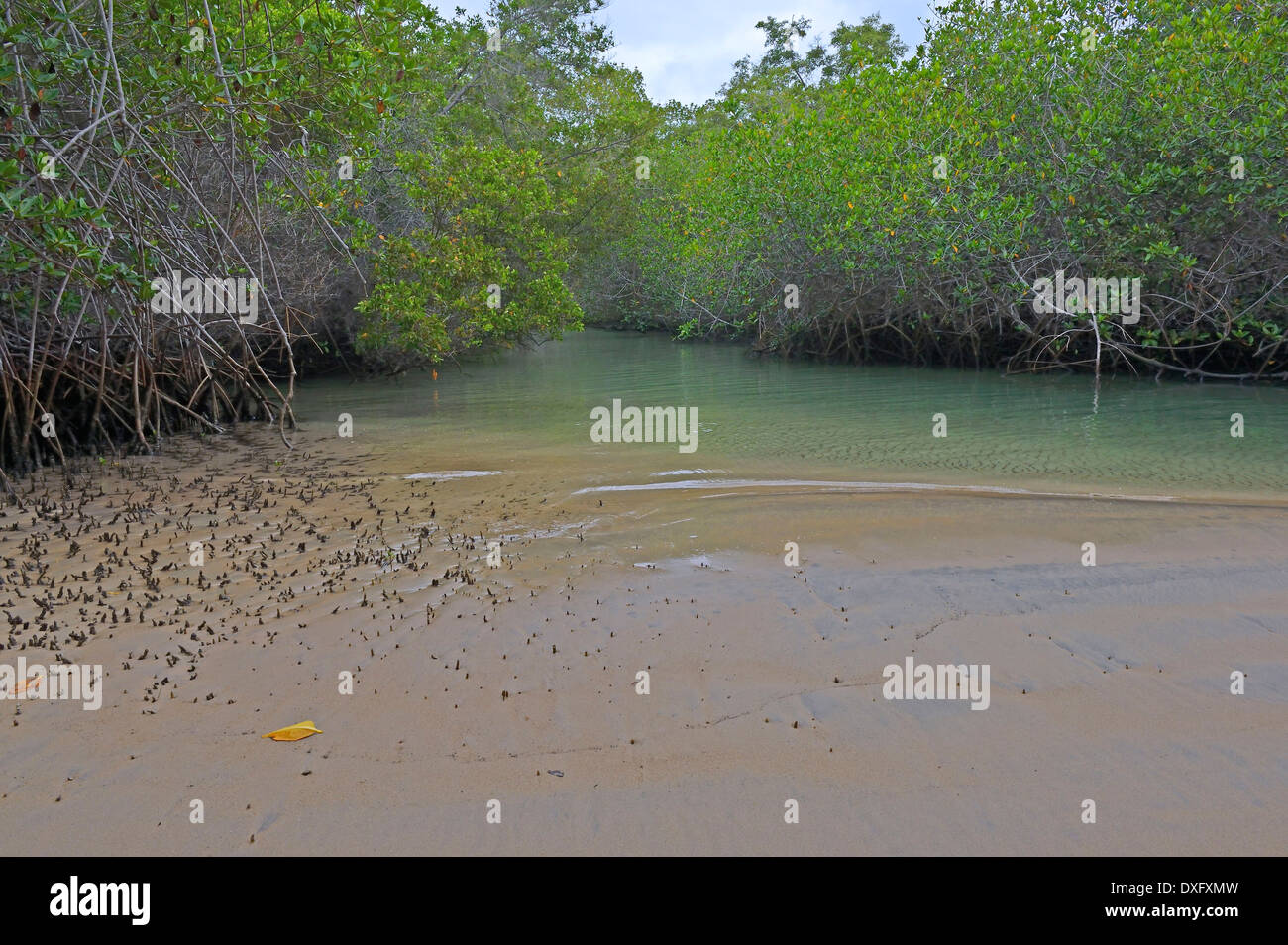 Red Mangroves, Isabela Island, Galapagos Islands, Ecuador / (Rhizophora mangle) Stock Photo