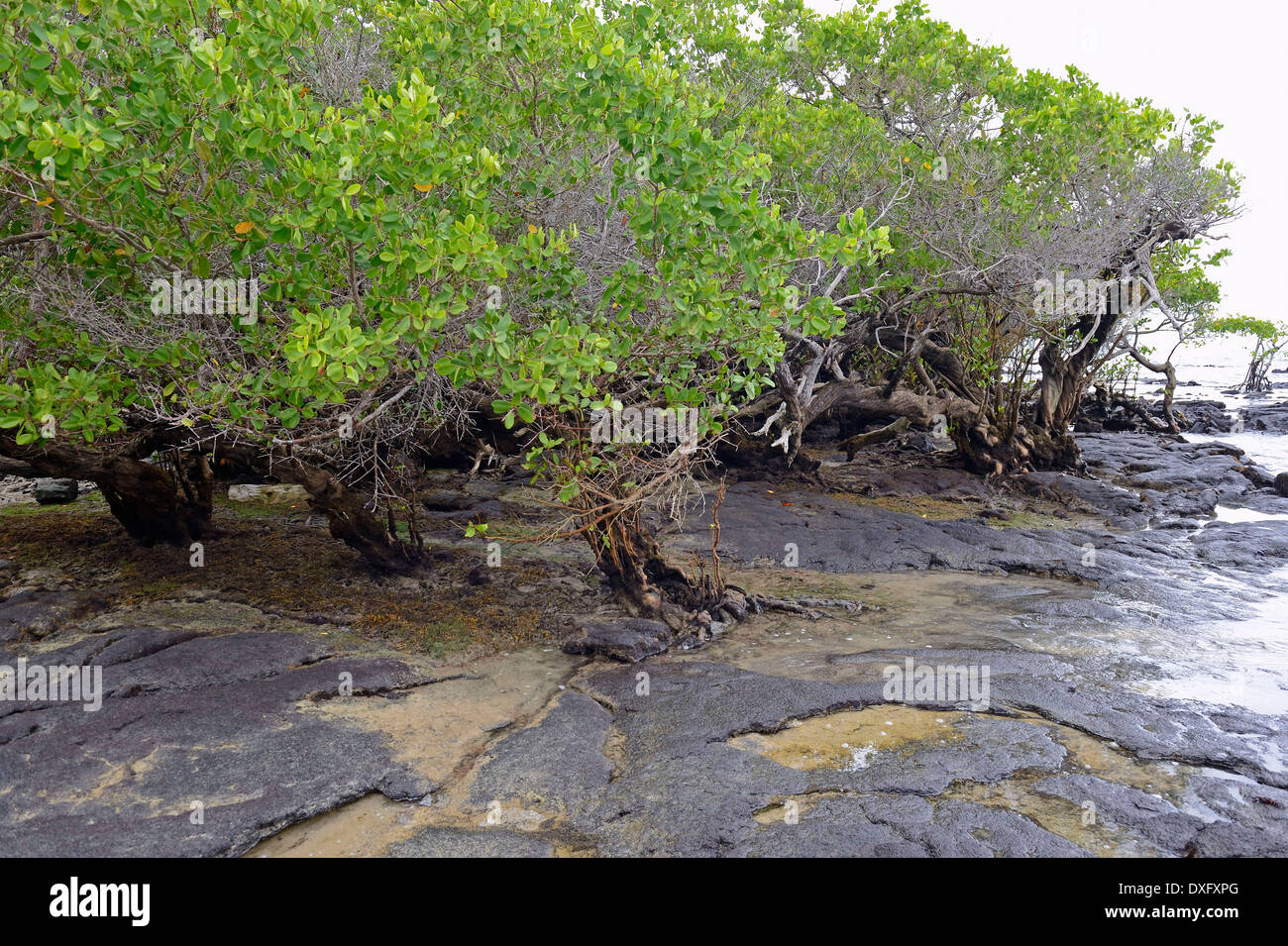 White Mangroves, Isabela Island, Galapagos Islands, Ecuador / (Laguncularia racemosa) Stock Photo