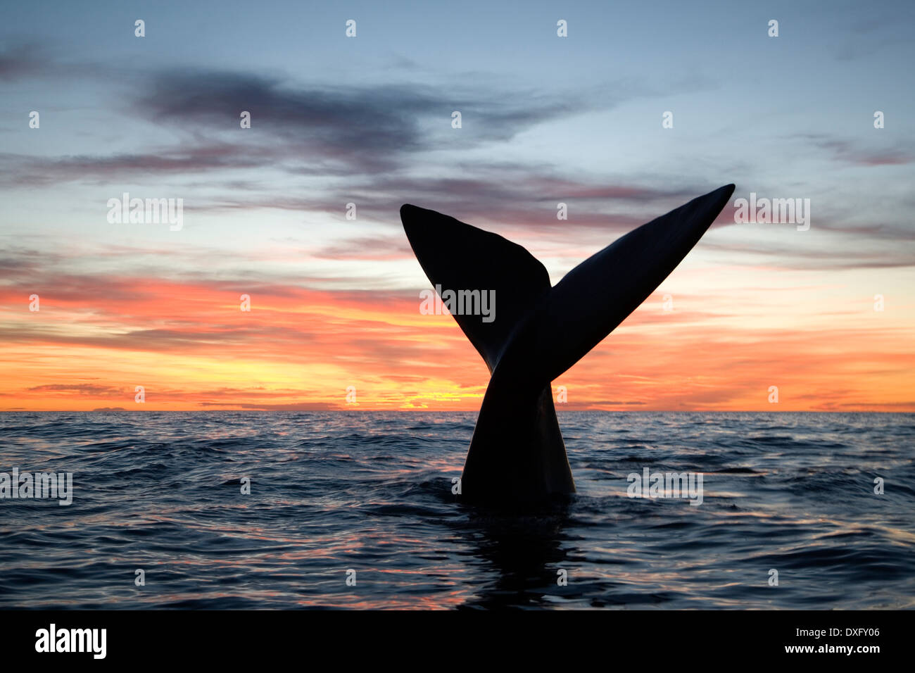 Whale tail hi-res stock photography and images - Alamy
