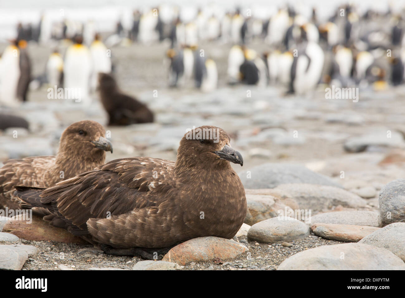 A pair of Brown Skuas, Stercorarius antarcticus on the beach at Salisbury Plain, South Georgia, Stock Photo